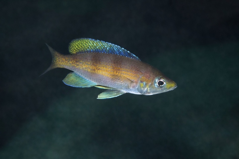 Cyprichromis zonatus 'Lusekese'